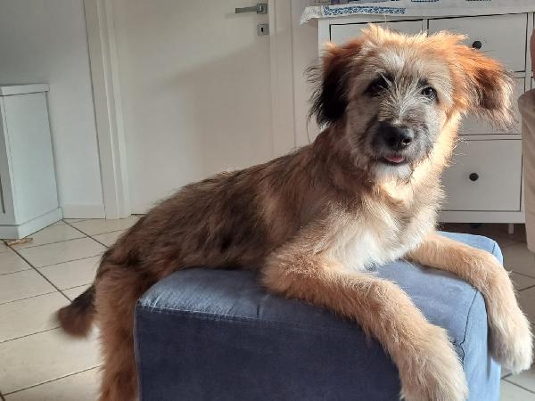 Cucciolotto si trova a Venezia Foto 3