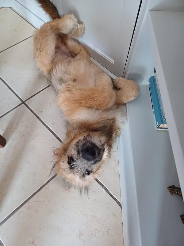 Cucciolotto si trova a Venezia Foto 5