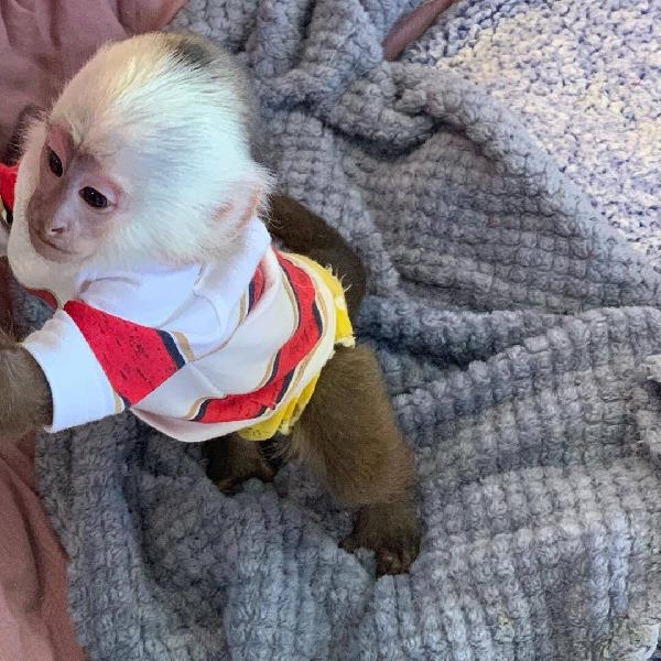 Monos capuchinos entrenados en casa disponibles
