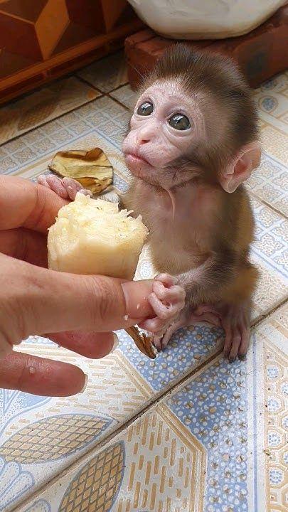 Monos capuchinos entrenados en casa disponibles