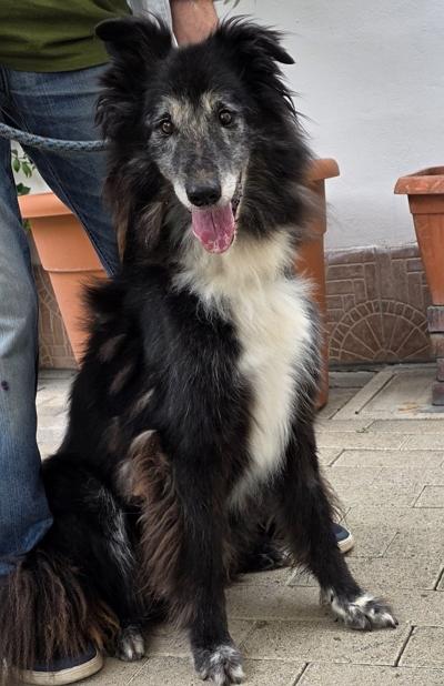 RINGO BELLISSIMO COLLIE Foto 2