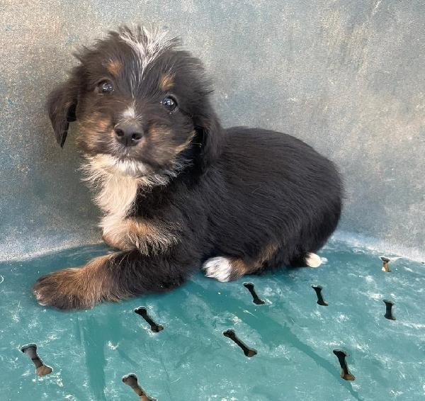 IL DOLCE DIAMANTE Foto 2