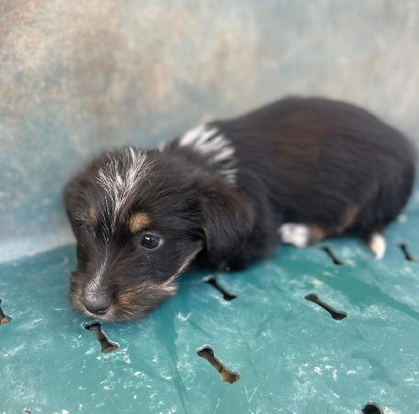 IL DOLCE DIAMANTE Foto 3