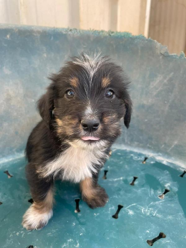 IL DOLCE DIAMANTE Foto 5