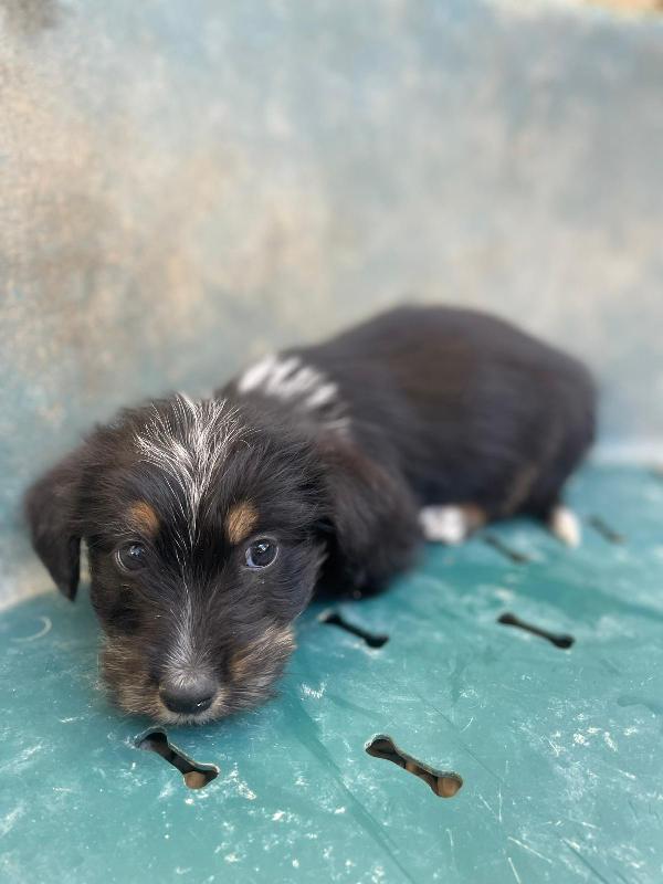 IL DOLCE DIAMANTE Foto 6