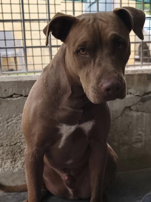 Jago, aspetta ancora il suo riscatto Foto 2