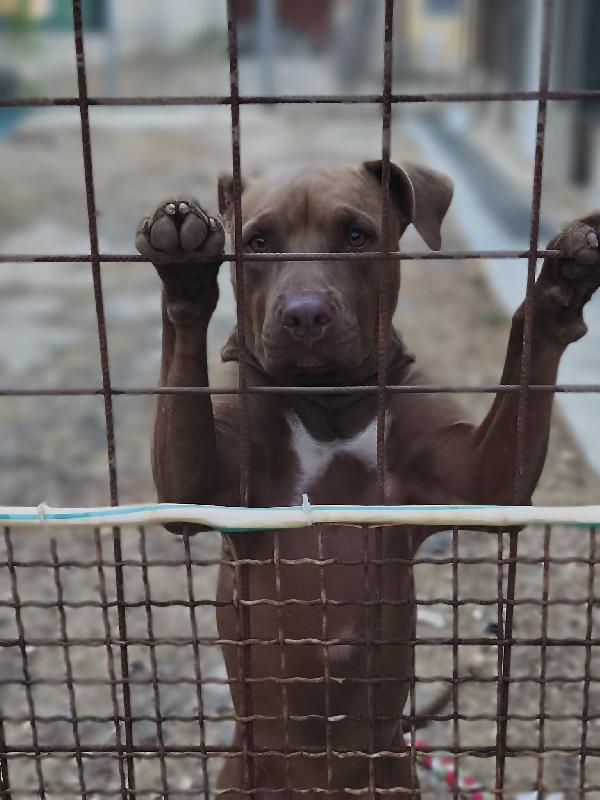 Jago, aspetta ancora il suo riscatto Foto 5