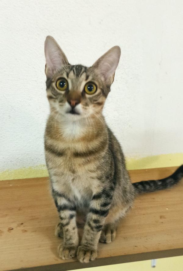 Ruffy, Giovane Micio Tigrato Dolce E Affettuoso In Cerca Di Casa