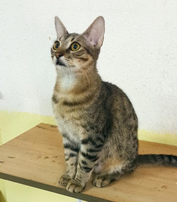 Ruffy, giovane micio tigrato dolce e affettuoso in cerca di casa Foto 2