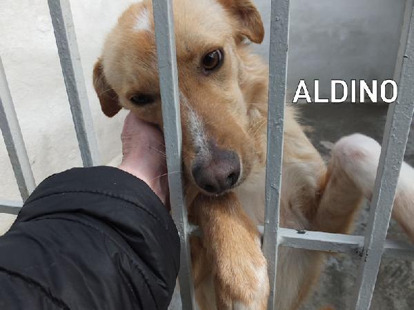 Aldino (Taglia Medio-Piccola)