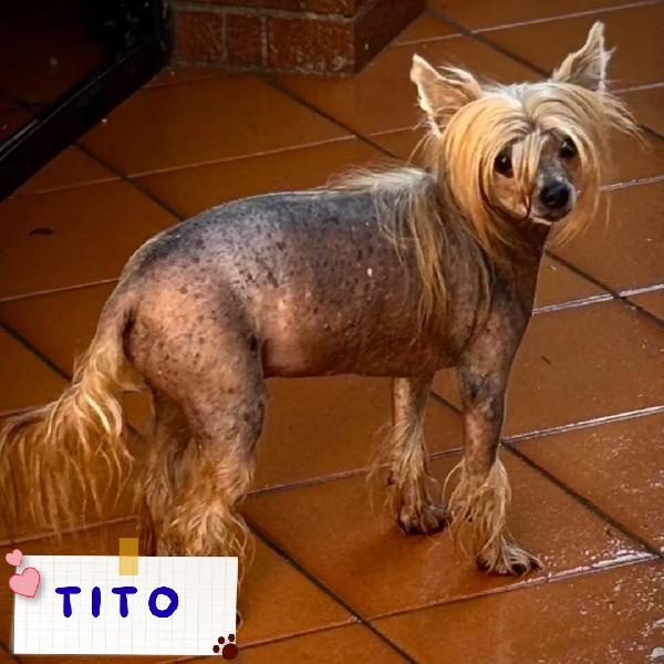 Tito - Chinese Crested Dog Con Pedigree Cerca Casa