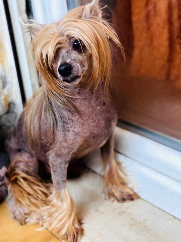 Tito - chinese crested dog con pedigree cerca casa Foto 2
