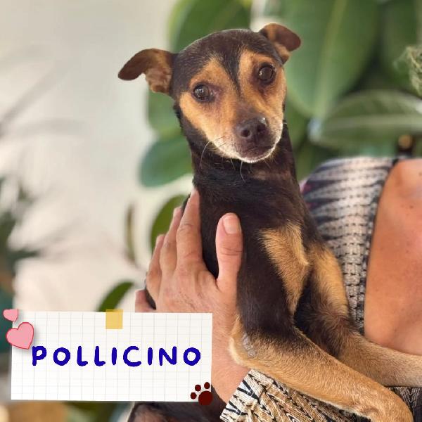 Pollicino Simil Pinscher Cerca Adozione - 3 Anni Taglia Mini