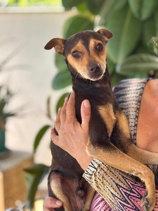 Pollicino simil pinscher cerca adozione - 3 anni taglia mini Foto 2