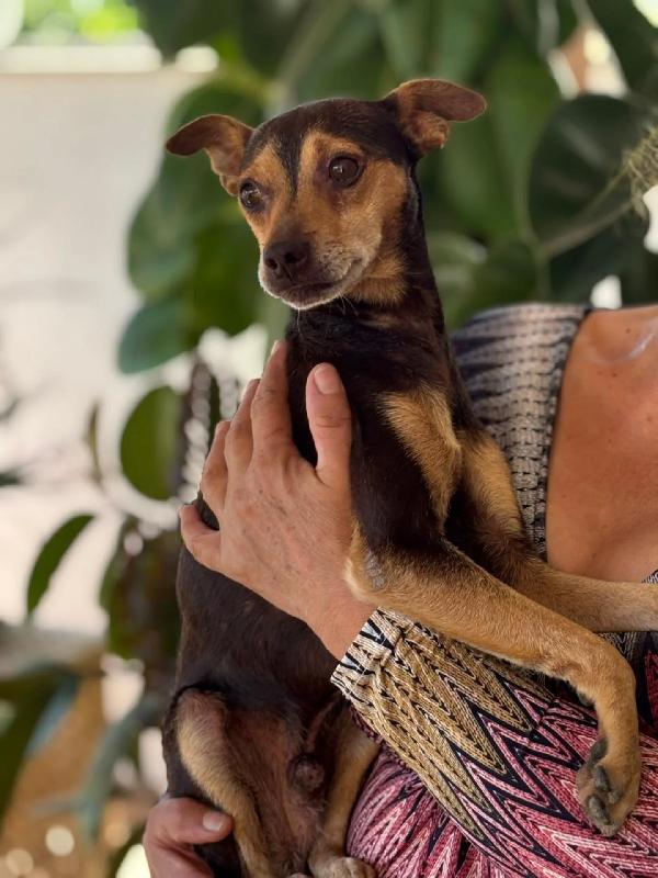 Pollicino simil pinscher cerca adozione - 3 anni taglia mini Foto 3