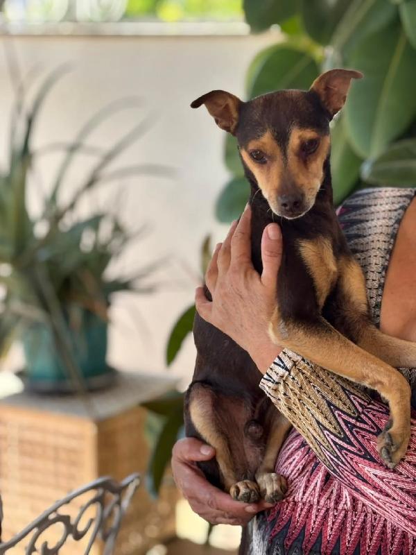 Pollicino simil pinscher cerca adozione - 3 anni taglia mini Foto 4