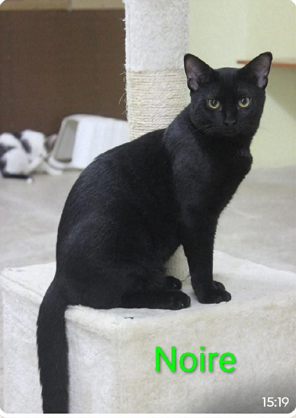 ✨ Noire, Il Principe Nero Delle Coccole Cerca Casa Per Sempre! 🖤