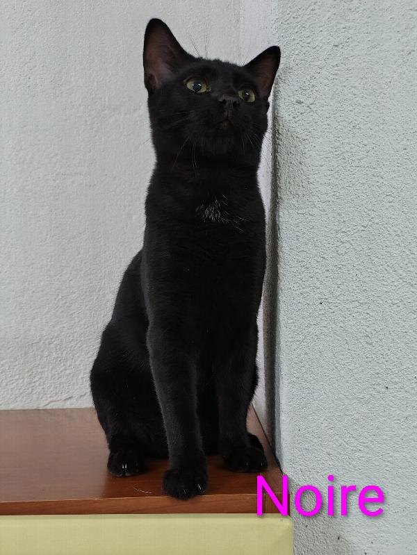 ✨ Noire, il principe nero delle coccole cerca casa per sempre! 🖤 Foto 2