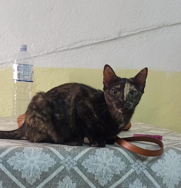 Lucy, Piccola Gatta Dal Mantello Di Seta In Cerca Del Suo Lieto Fine