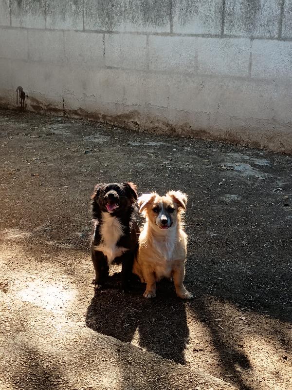 Cuccioli Di 5 Mesi Taglia Piccola