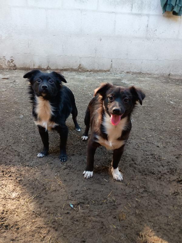 CUCCIOLI DI 5 MESI TAGLIA PICCOLA Foto 2