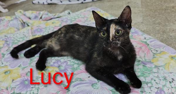 Lucy, piccola gatta dal mantello di seta in cerca del suo lieto fine Foto 2