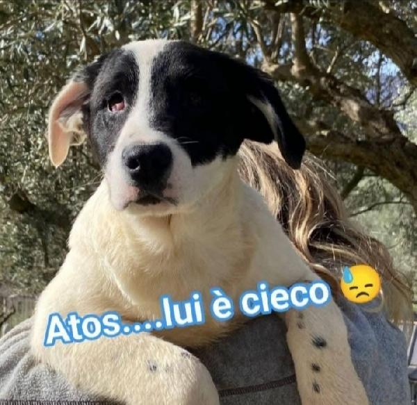 3Cucciolotti CIECHI IN MEGACANILE CALABRESE Foto 3