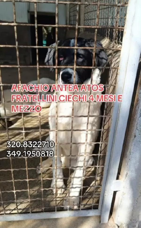 3Cucciolotti CIECHI IN MEGACANILE CALABRESE Foto 4