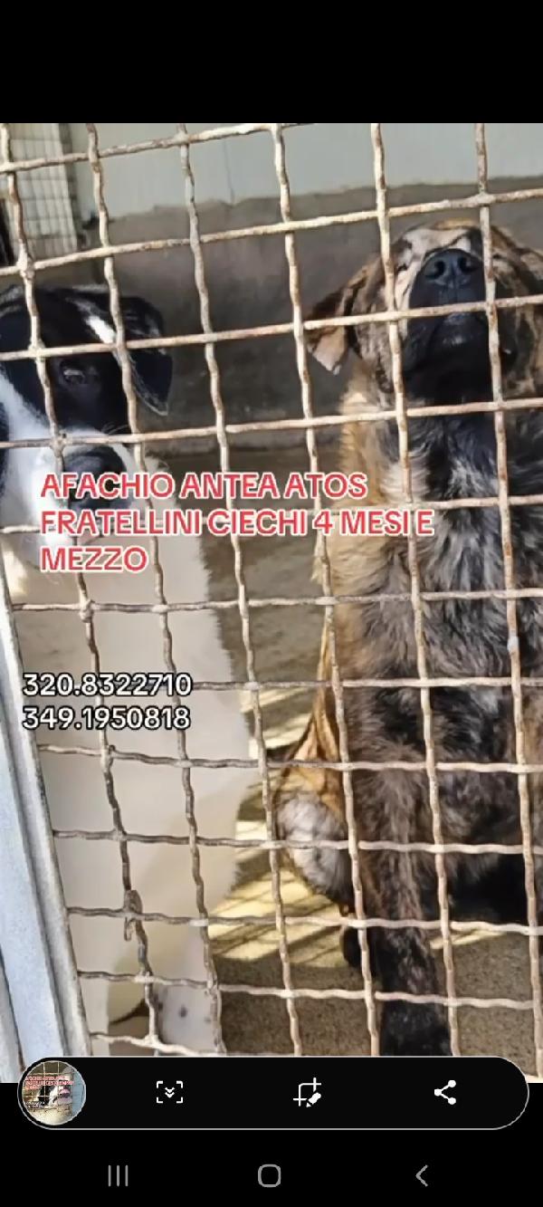 3Cucciolotti CIECHI IN MEGACANILE CALABRESE Foto 10