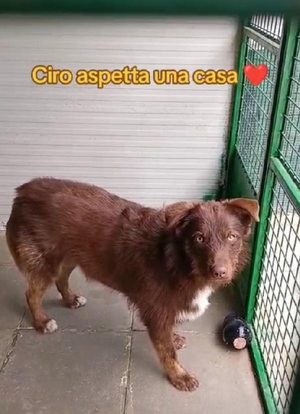 Ciro 2anni fulvo occhi ambra bello e buono. SICILIA Foto 4