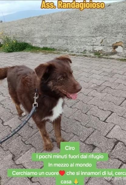 Ciro 2anni fulvo occhi ambra bello e buono. SICILIA Foto 5