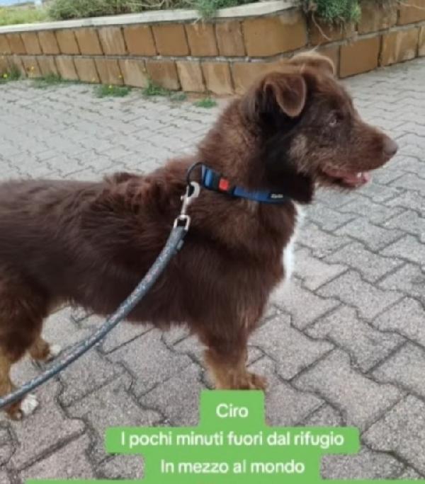 Ciro 2anni fulvo occhi ambra bello e buono. SICILIA Foto 6