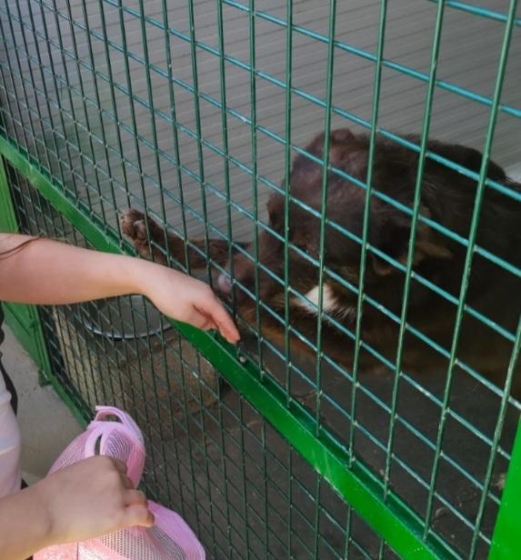 Ciro 2anni fulvo occhi ambra bello e buono. SICILIA Foto 8
