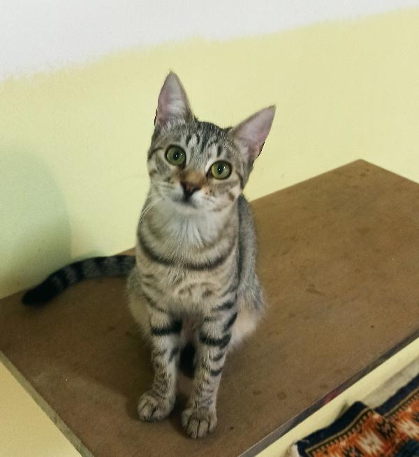 Maya, Tenera Micina In Cerca D’amore
