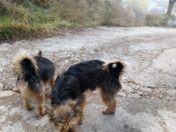 Sos Stallo Adozione Giovani Simil Yorkshire 