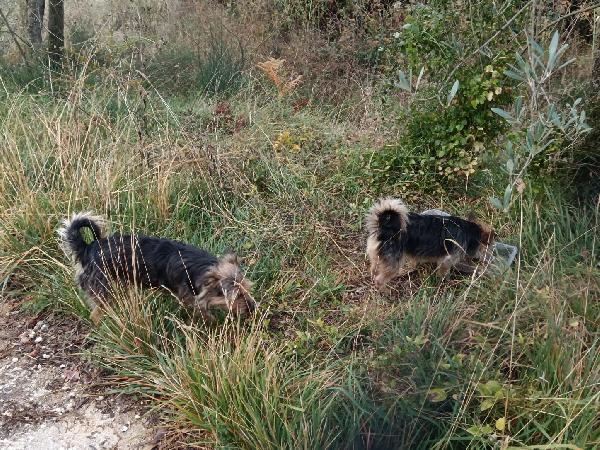 SOS STALLO ADOZIONE GIOVANI SIMIL YORKSHIRE  Foto 4