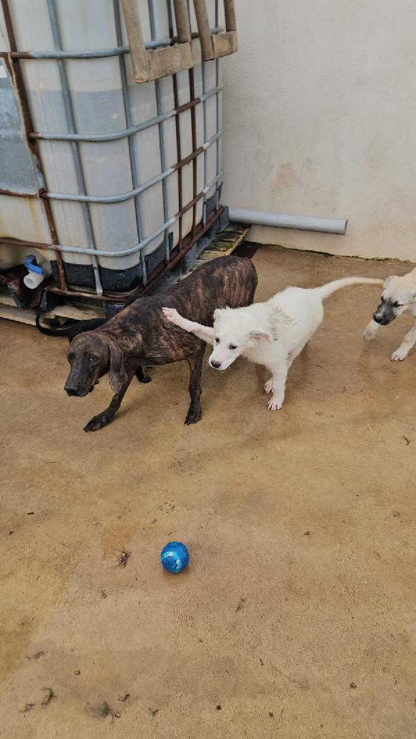 Michele: adozione del cuore  Foto 6