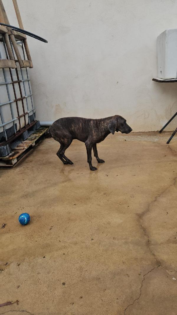 Michele: adozione del cuore  Foto 7