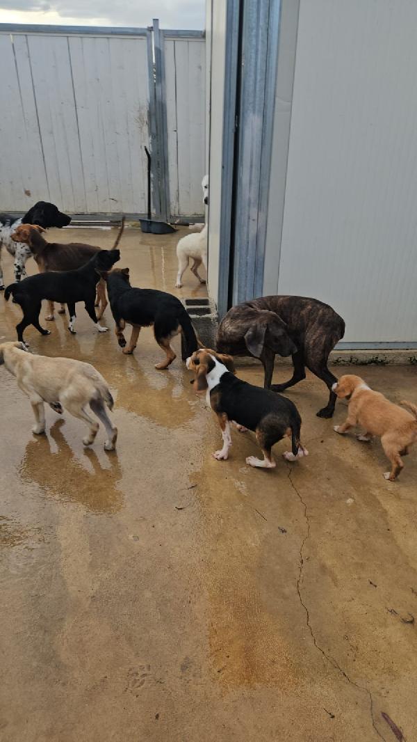 Michele: adozione del cuore  Foto 8