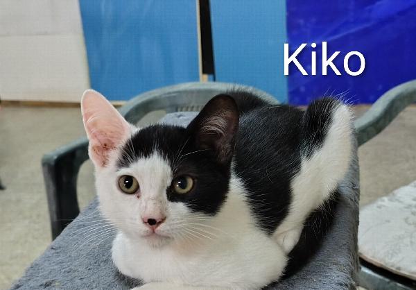 Kiko, Dolce Gattino Bianco E Nero In Cerca Di Casa