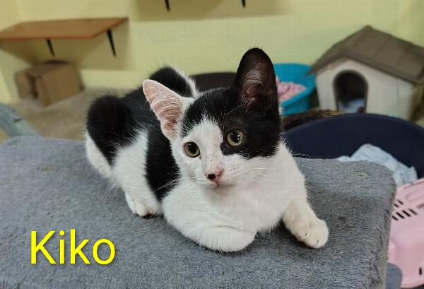 Kiko, dolce gattino bianco e nero in cerca di casa Foto 2