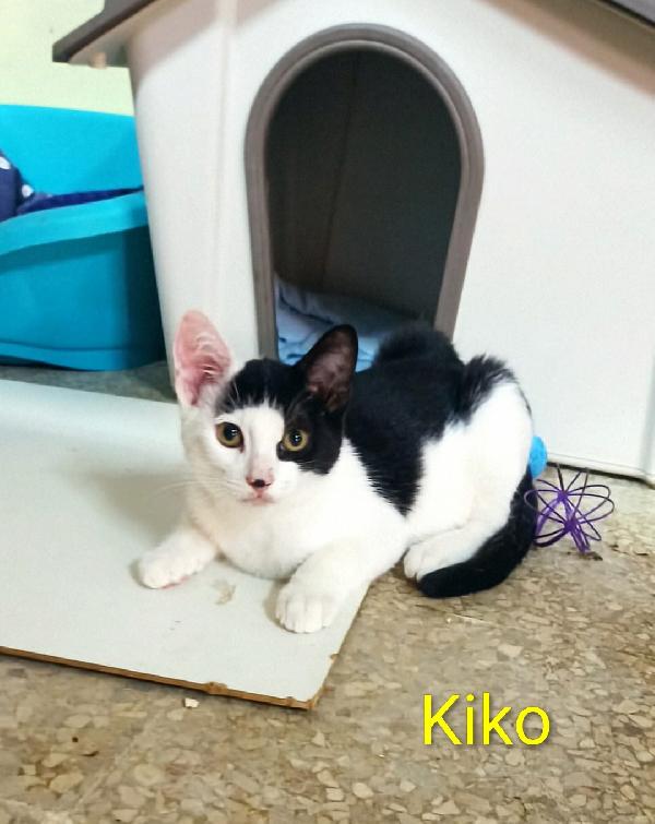 Kiko, dolce gattino bianco e nero in cerca di casa Foto 3