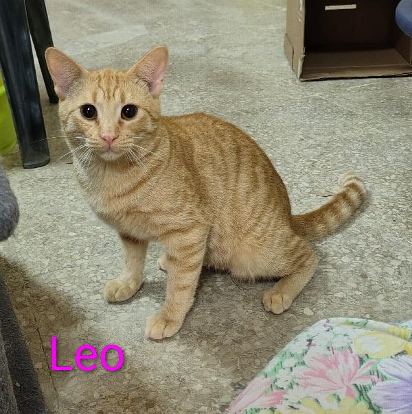 Leo, Dolce Tigrotto In Cerca D’amore