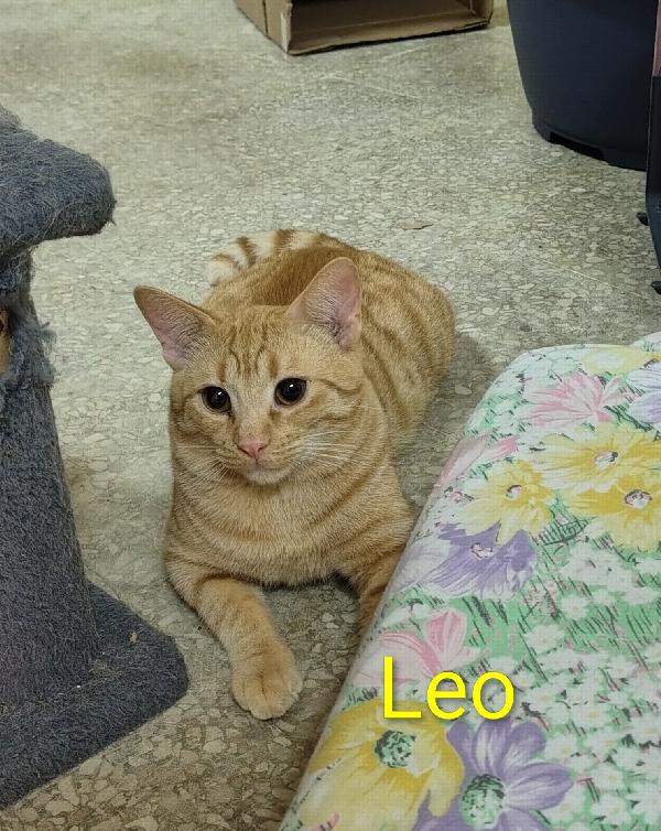 Leo, dolce tigrotto in cerca d’amore Foto 2