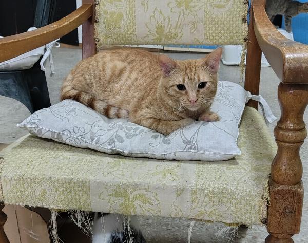 Leo, dolce tigrotto in cerca d’amore Foto 3