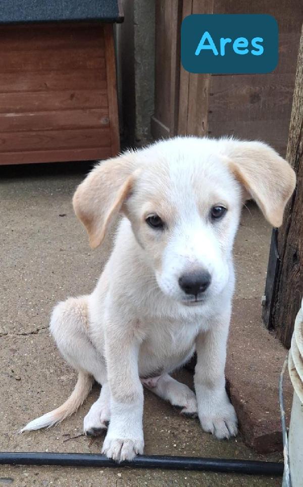Favolosi cuccioli cercano casa Foto 2