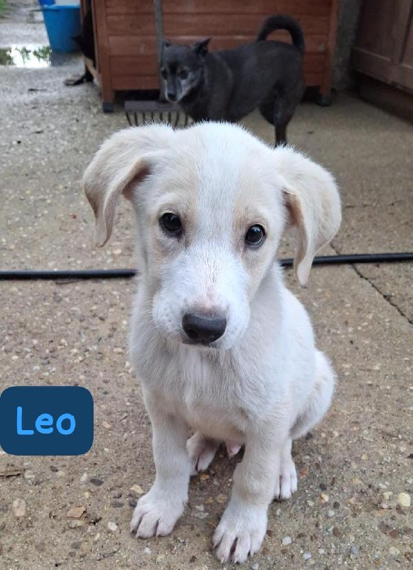 Favolosi cuccioli cercano casa Foto 3