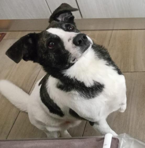 Luce 2Anni Kg15 Tripodina Sos Casa.sardegna