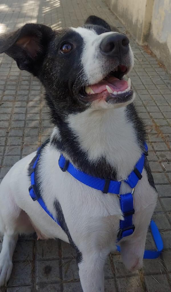 Luce 2anni kg15 TRIPODINA SOS CASA.SARDEGNA Foto 2