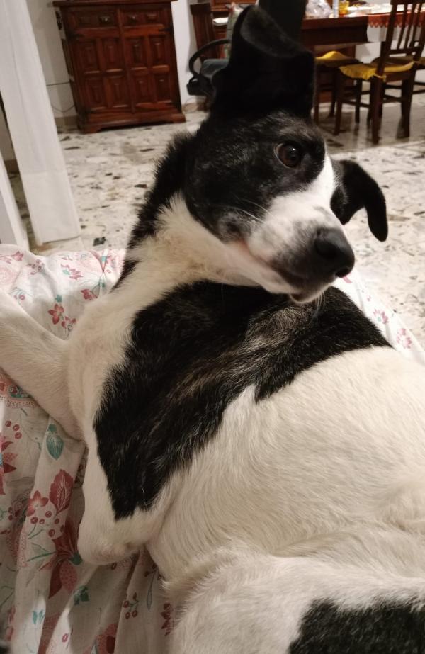 Luce 2anni kg15 TRIPODINA SOS CASA.SARDEGNA Foto 3